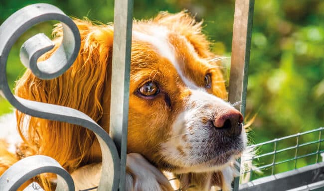 Posso invadir uma casa para salvar um animal maltratado?