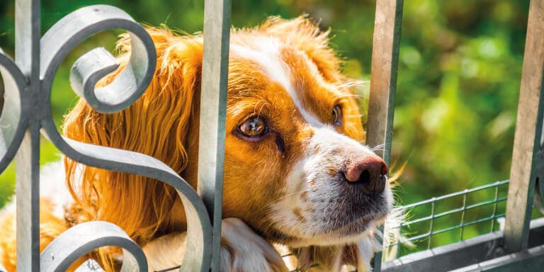 Saiba o que deve fazer se encontrar um animal maltratado e em que situações é legítimo entrar em casa alheia.
