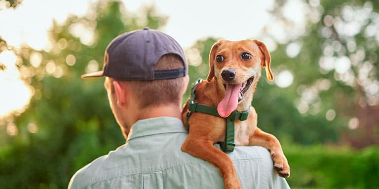 Registar animais de companhia é uma obrigação legal, embora existam exceções. Saiba quando deve fazê-lo e quais os passos a d