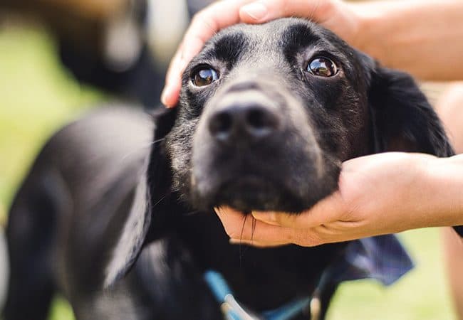 Quer um amigo para a vida? Adote um animal de estimação