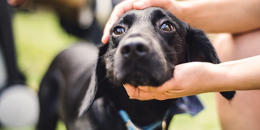 Um amigo de quatro patas pode mudar a sua vida para melhor. Neste artigo, dizemos-lhe onde e como adotar, quais os cuidados a