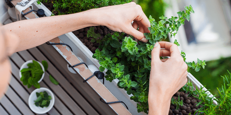 Não é preciso viver numa moradia, ter um pátio no prédio ou fazer grandes obras em casa para sentir as cores e os aromas de u