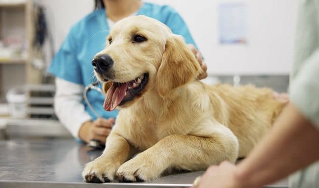 Tudo o que precisa saber sobre o seguro para animais