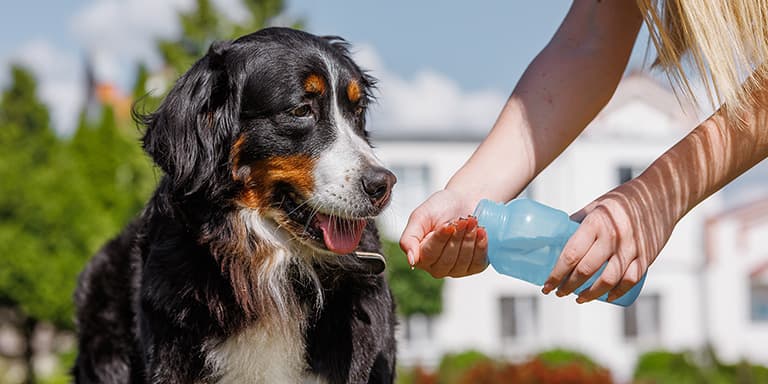 Ter alguns cuidados com os animais no calor é essencial para desfrutar do verão sem problemas. Descubra o que deve ter em ate