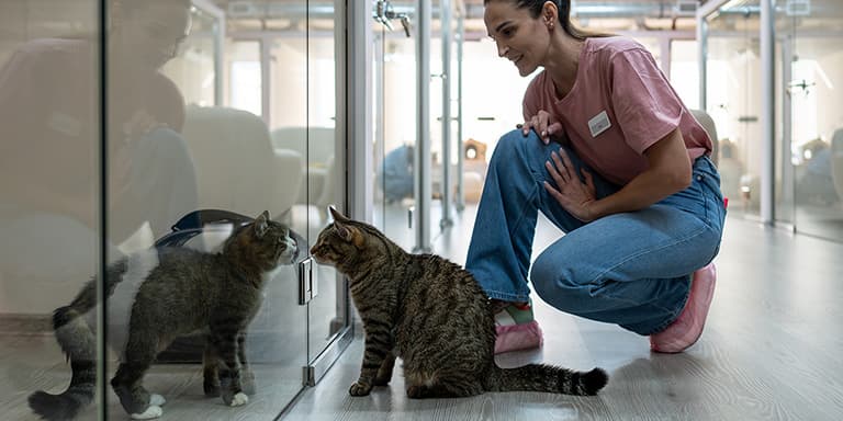 Vai de viagem e não sabe onde deixar os animais nas férias? Conheça estas alternativas e saiba que cuidados deve garantir.
