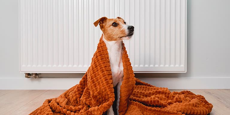 Saiba que cuidados deve ter com os animais no inverno para os manter protegidos, confortáveis e saudáveis.
