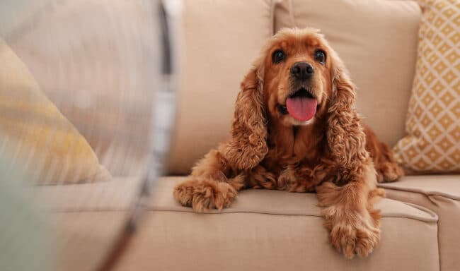 6 doenças em animais no verão: sintomas e prevenção