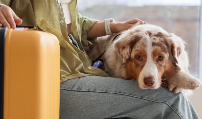 Viajar de avião com animais: guia para viagens descomplicadas