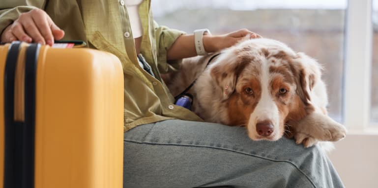 Conheça as regras para viajar de avião com animais e descubra como garantir uma viagem segura, confortável e tranquila para o