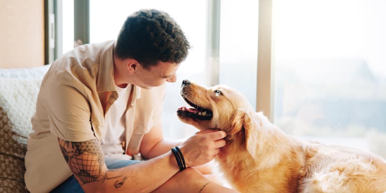 Os donos de animais têm vários deveres e obrigações legais. Saiba quais são e o que deve fazer para cumprir a lei e proteger 