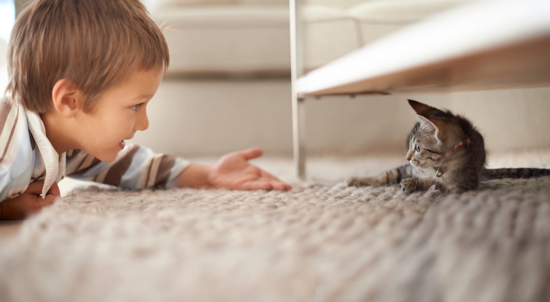 Ter um animal de estimação pode ser uma felicidade mas também envolve despesas. Saiba como reduzir a fatura.