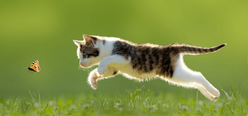 Gosta de gatos e de cozinhar? Aprenda a fazer verdadeiras iguarias para o seu animal de estimação.