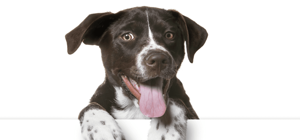 Mantenha o seu amigo de quatro patas bem cuidado e saudável. Conheça os sete cuidados de higiene que não deve descurar.