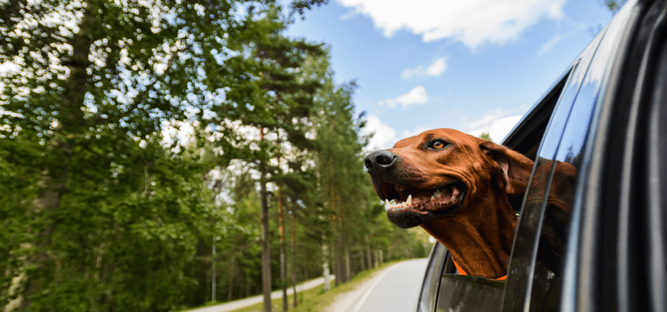 Os cães gostam, e os donos deixam. Mas o Código da Estrada proíbe o trânsito de animais em condições consideradas perigosas.