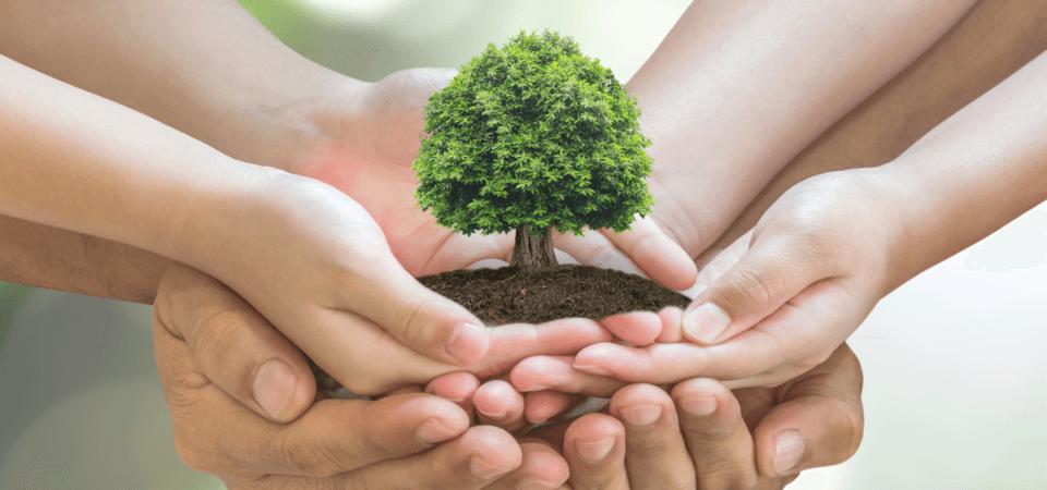 O Instituto Português do Desporto e da Juventude está a promover um programa de voluntariado jovem para a Natureza e Floresta