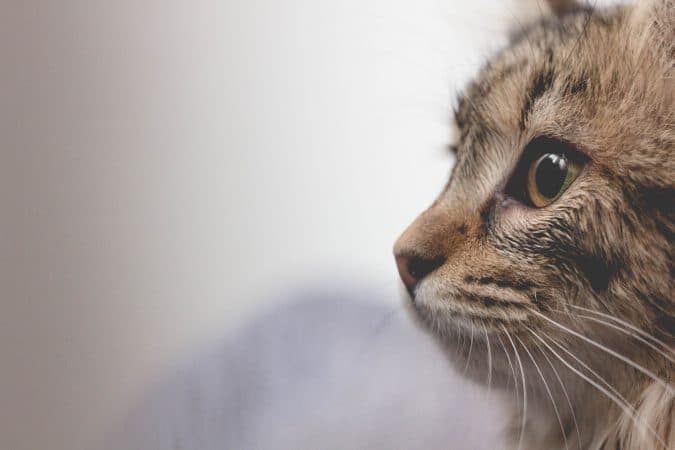 Saíram novas regras para os gatos. Tenha atenção: as multas são pesadas.