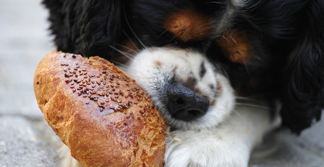 Continua a ser proibido alimentar animais na via pública