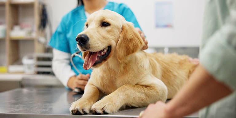 Um seguro para animais é ou não uma boa opção? Como escolher? Há seguros obrigatórios para cães e gatos? Esclareça as suas dú