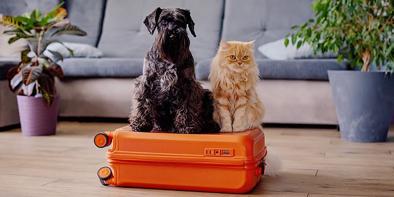 Se vai viajar com animais de estimação durante as férias, estas apps tornam tudo mais fácil e ainda o ajudam a poupar dinheir