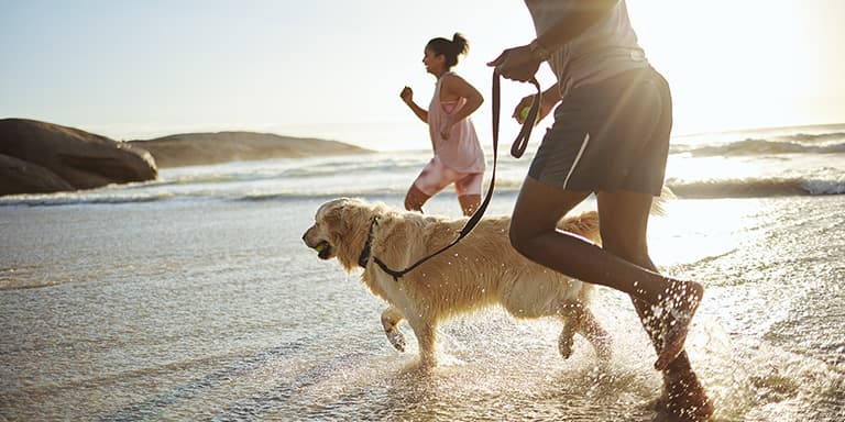 Está a pensar levar o seu cão até à beira-mar? Saiba que regras e cuidados deve ter com os cães na praia.