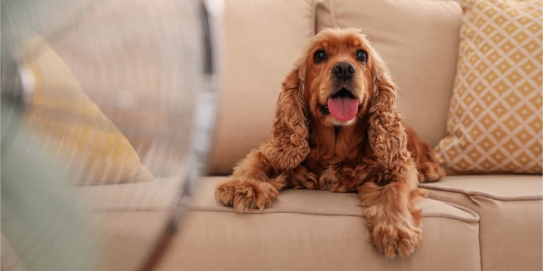 O calor aumenta a probabilidade de doenças em animais. Saiba como identificar os sintomas e que cuidados deve ter para as evi
