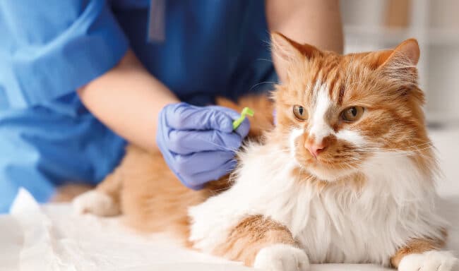 Emergências veterinárias: como poupar para imprevistos