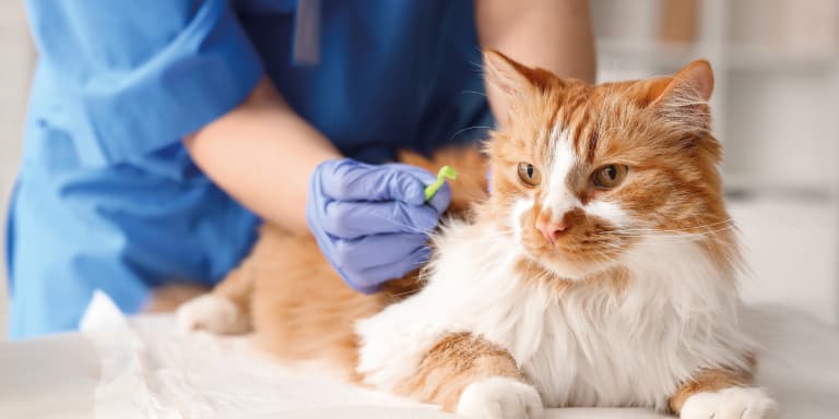 Saiba como poupar para emergências veterinárias e criar um fundo que lhe permita garantir os cuidados do seu animal sem afeta