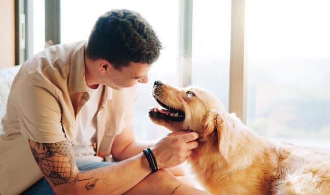 Donos de animais: conheça as principais obrigações legais
